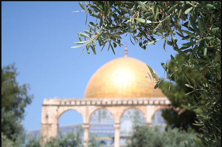 Evergreen Resistance: The Olive Tree and the Palestinian Struggle